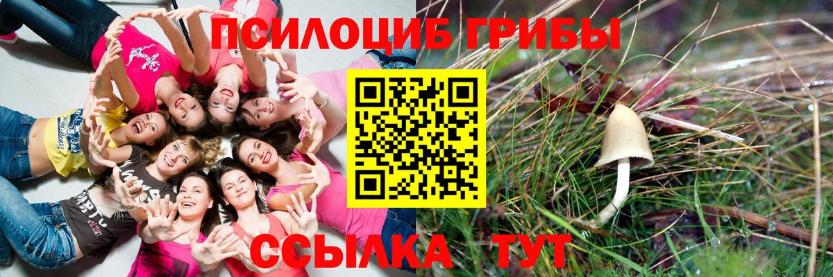 Соль-Илецк  цена   Вход с VPN  Псилоцибиновые грибы Psilocybine cubensis 